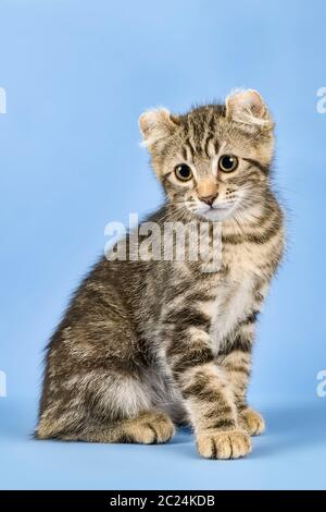 Rassekatze American Curl (Felis silvestris catus), Kurzhaar, schwarz gestromt, 10 Wochen, Österreich Stockfoto