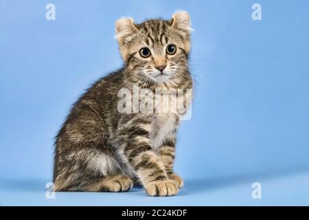 Rassekatze American Curl (Felis silvestris catus), Kurzhaar, schwarz gestromt, 10 Wochen, Österreich Stockfoto