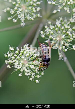 Mittlere Wespe Dolichovespula media Stockfoto