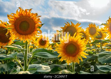 Eine Nahaufnahme einer Sonnenblume auf dem Feld. Stockfoto
