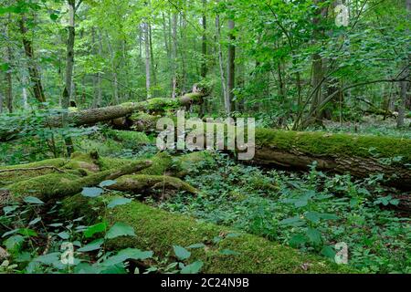 Kaputte alte Eschen Moos umwickelt liegen unter Pflanzen im Sommer Laubbaum, Bialowieza, Polen, Europa Stockfoto