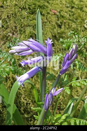 Nahaufnahme von violetten wilden englischen Bluebell Blumen auf einem sonnendurchfluteten grünen Hintergrund Stockfoto