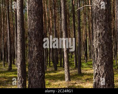 Schöne Landschaft von Kiefernwald in sonnigen Tag. Naturtapete. Die hohen Bäume der Kiefern, die im alten Wald wachsen. Stockfoto