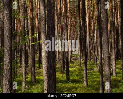 Schöne Landschaft von Kiefernwald in sonnigen Tag. Naturtapete. Die hohen Bäume der Kiefern, die im alten Wald wachsen. Stockfoto