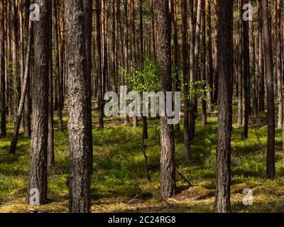 Schöne Landschaft von Kiefernwald in sonnigen Tag. Naturtapete. Die hohen Bäume der Kiefern, die im alten Wald wachsen. Stockfoto