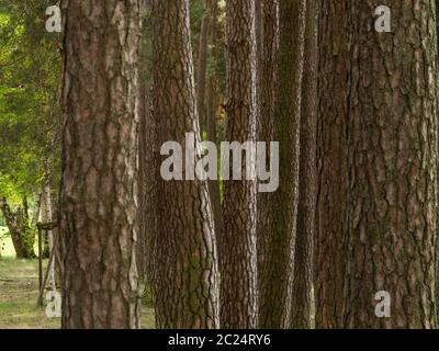 Schöne Landschaft von Kiefernwald in sonnigen Tag. Naturtapete. Die hohen Bäume der Kiefern, die im alten Wald wachsen. Stockfoto