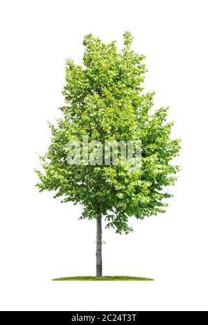 Isolierte Baum auf einem weißen Hintergrund - Tilia - Kalk Stockfoto