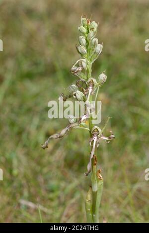 Echsenorchidee - Himantoglossum hircinum Seltene Orchideenblume, wahrscheinlich die einzige in den Cotswolds Stockfoto