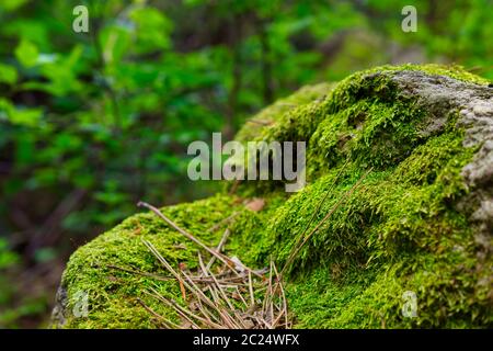 Nahaufnahme von Tannennadeln und melden Sie sich mit Wald Moos überwachsen Stockfoto