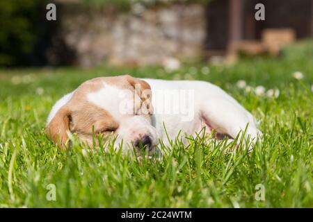 Süße kleine Welpen Hund im Gras Nickerchen. Stockfoto