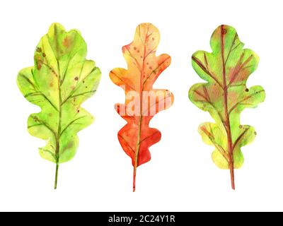 Aquarell Herbst mit Eichenlaub eingestellt. 3 Laub grün und orange Farbe mit Tropfen und Spritzer. Isolierte Objekte auf weißem Hintergrund. Grundschule Stockfoto