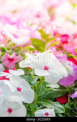 Vinca rosea Blumen blühen im Garten Stockfoto