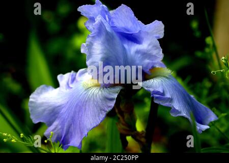 Die lila Iris hat für die Saison geblüht. Stockfoto