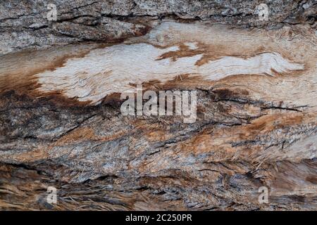 Abstraktes Muster in der Natur. Rinde Hintergrund.Baum Rinde Muster. Natürliche Holzoberfläche für dunkle raue strukturierte Thema Hintergrund.Rustikale Baumrinde Textur.Dez Stockfoto