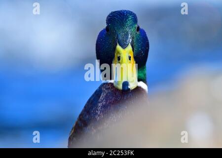 Porträt eines männlichen Stockenten Stockfoto
