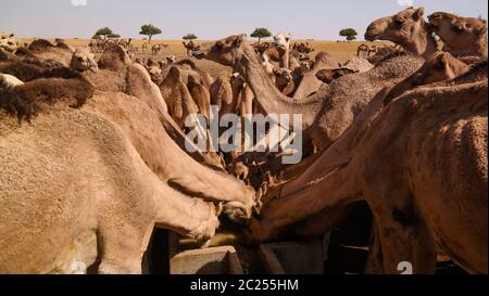 Portrait von trinkenden Kamelen am Wüstenbrunnen in Djibriga in Barh-El-Gazal, Tschad Stockfoto
