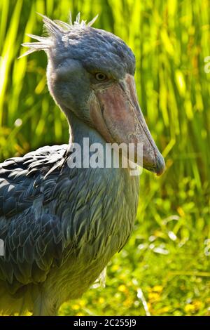 Schuhschnabel, Abu Markub (Balaeniceps Rex) Stockfoto