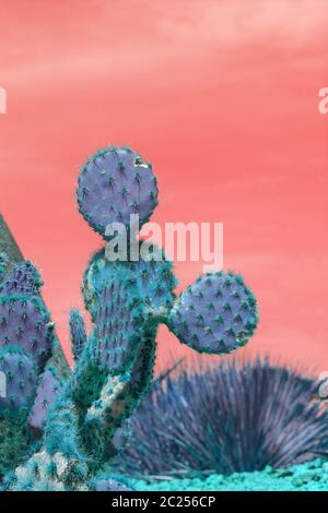 Surrealistische abstrakte blaue dornige Kaktus gegen rosa orange Himmel Stockfoto