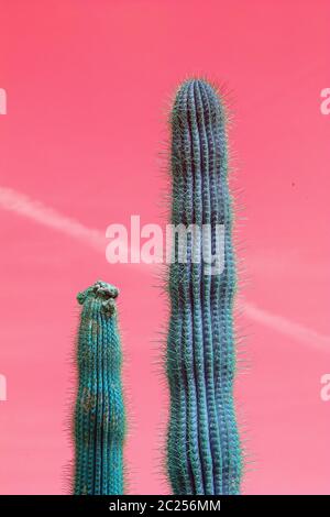 Dorniger Kaktus gegen rosa Himmel mit Gegenstück Stockfoto