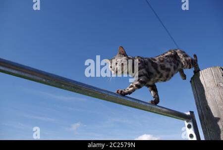 Bengalkatze am Tor Stockfoto