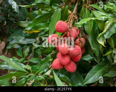 Reife Lychee Früchte auf Baum bereit zum Pflücken Stockfoto