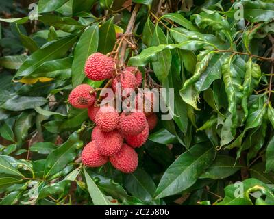 Reife Lychee Früchte auf Baum bereit zum Pflücken Stockfoto