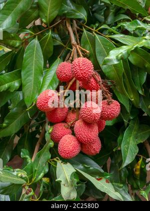 Reife Lychee Früchte auf Baum bereit zum Pflücken Stockfoto