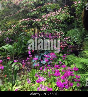 Blühendes Hundehaus im Waldgarten der Aberglasney Gardens Stockfoto