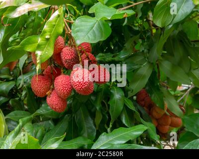 Reife Lychee Früchte auf Baum bereit zum Pflücken Stockfoto