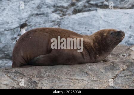 Ein südamerikanischer Seelöwe (Otaria flavescens), der auf einem Felsen im Beagle-Kanal, Ushuaia, Argentinien, Südamerika ruht. Stockfoto