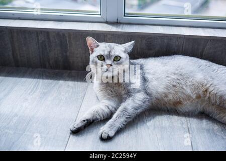 Eine große graue flauschige Katze liegt auf dem Boden. Das Konzept der Haustiere. Stockfoto