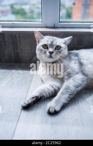 Eine große graue flauschige Katze liegt auf dem Boden. Das Konzept der Haustiere. Stockfoto