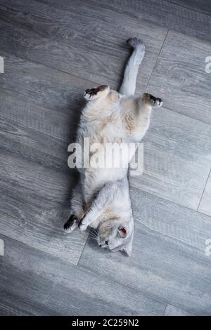 Eine große graue flauschige Katze liegt auf dem Boden. Das Konzept der Haustiere. Stockfoto