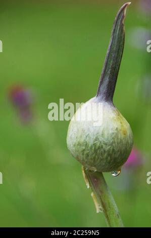 Allium 'Summer Drummer' im Bud mit Regentropfen. Stockfoto