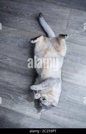 Eine große graue flauschige Katze liegt auf dem Boden. Das Konzept der Haustiere. Stockfoto