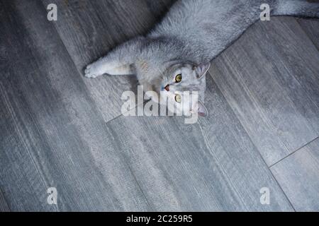 Eine große graue flauschige Katze liegt auf dem Boden. Das Konzept der Haustiere. Stockfoto