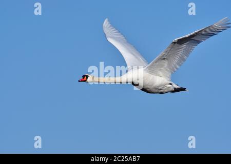 Stummer Schwan im Flug am Morgen Stockfoto