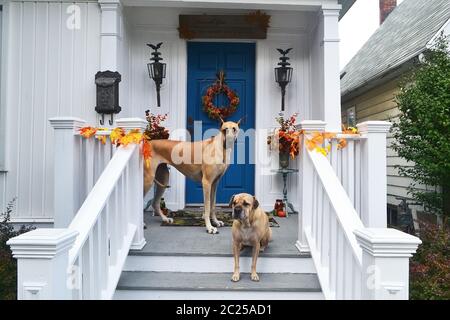 Zwei Hunde, ein Hoch der anderen Kleinen, stehend auf der Veranda, die auf einem älteren Haus schön weiß gestrichen. Stockfoto