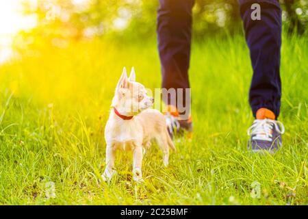 Nahaufnahme Foto von Bein junger Mann zu Fuß mit Welpen chihuahua Hund im Sommerpark. Gehorsames Haustier mit seinem Besitzer Stockfoto