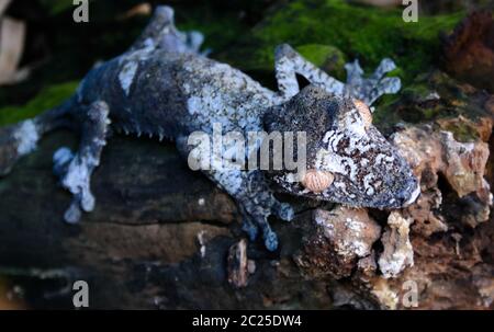 Porträt eines gewöhnlichen Flachschwanzgeckos aka Uroplatus fimbriatus im Andasibe-Mantadia Nationalpark, Madagaskar Stockfoto