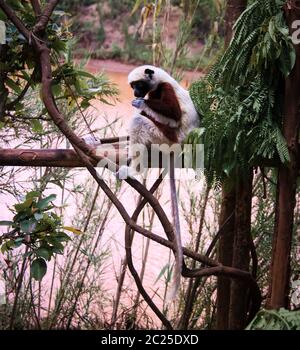 Porträt des Coquerel-Sifaka aka Propithecus coquereli im Lemurs Park, Antananarivo, Madagaskar Stockfoto