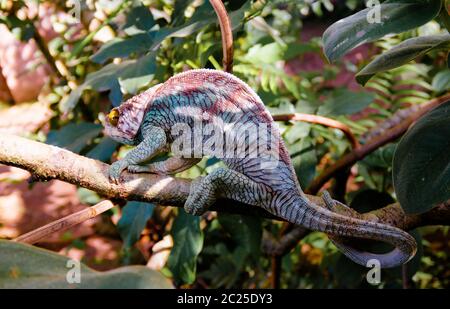 Porträt eines gewöhnlichen Flachschwanzgeckos aka Uroplatus fimbriatus im Andasibe-Mantadia Nationalpark, Madagaskar Stockfoto