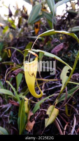 Blick auf die Krug-Pflanze von Nepenthes, Atsinanana Region, Madagaskar Stockfoto