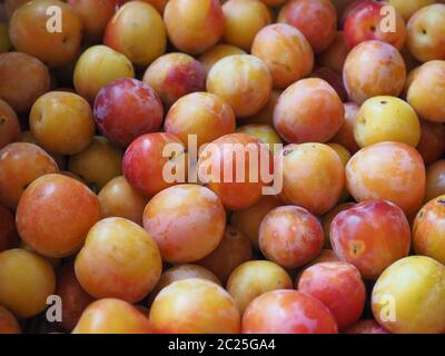 Pflaume Pflaume (Prunus domestica) aka Pflaume Obst vegetarische Kost als Hintergrund Stockfoto