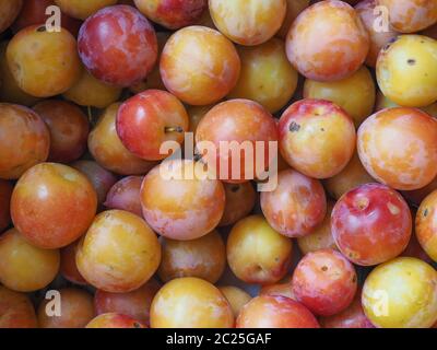 Pflaume Pflaume (Prunus domestica) aka Pflaume Obst vegetarische Kost als Hintergrund Stockfoto