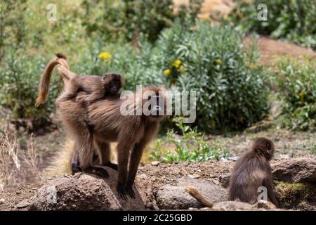 Familie Gruppe der endemische Tier Gelada Affen auf den Felsen, mit Blick auf die Berge. Theropithecus gelada, in der Äthiopischen natürlichen Lebensraum Simien Berge, Afrika Stockfoto