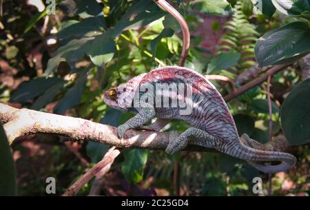 Porträt von Parsons Chamäleon aka Calumma parsonii im Andasibe-Mantadia Nationalpark, Madagaskar Stockfoto