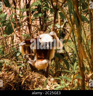 Porträt des Coquerel-Sifaka aka Propithecus coquereli im Lemurs Park, Antananarivo, Madagaskar Stockfoto