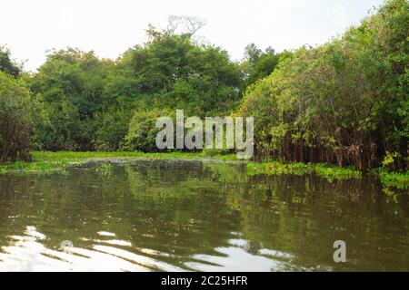 Panorama vom Pantanal, brasilianische Feuchtgebiet Region. Schiffbaren Lagune. Südamerika-Wahrzeichen Stockfoto