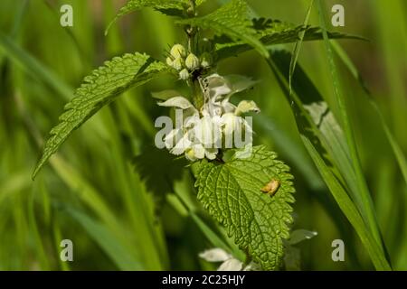 White Deadnettle (Lamium Album) Stockfoto